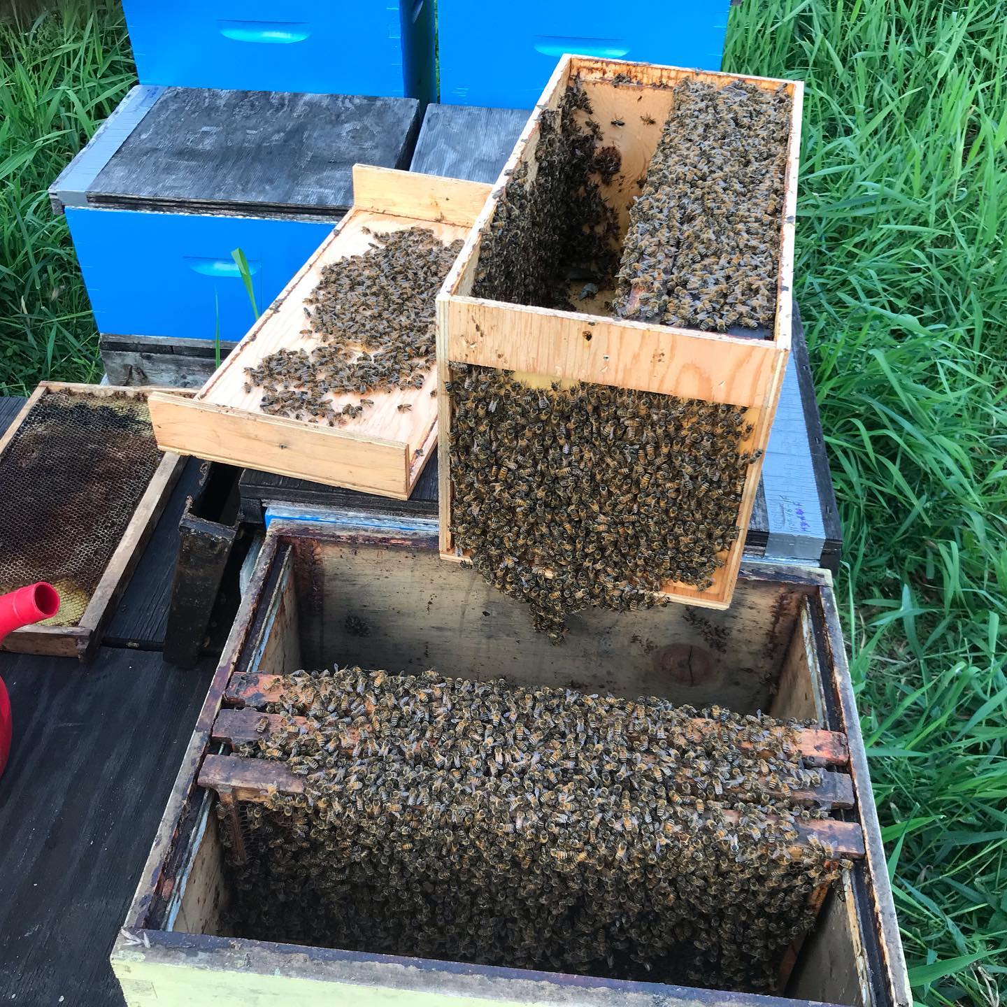 BeeKind Honey Bees