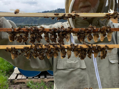 Queens ~ Mated - BeeKind Honey Bees Inc.