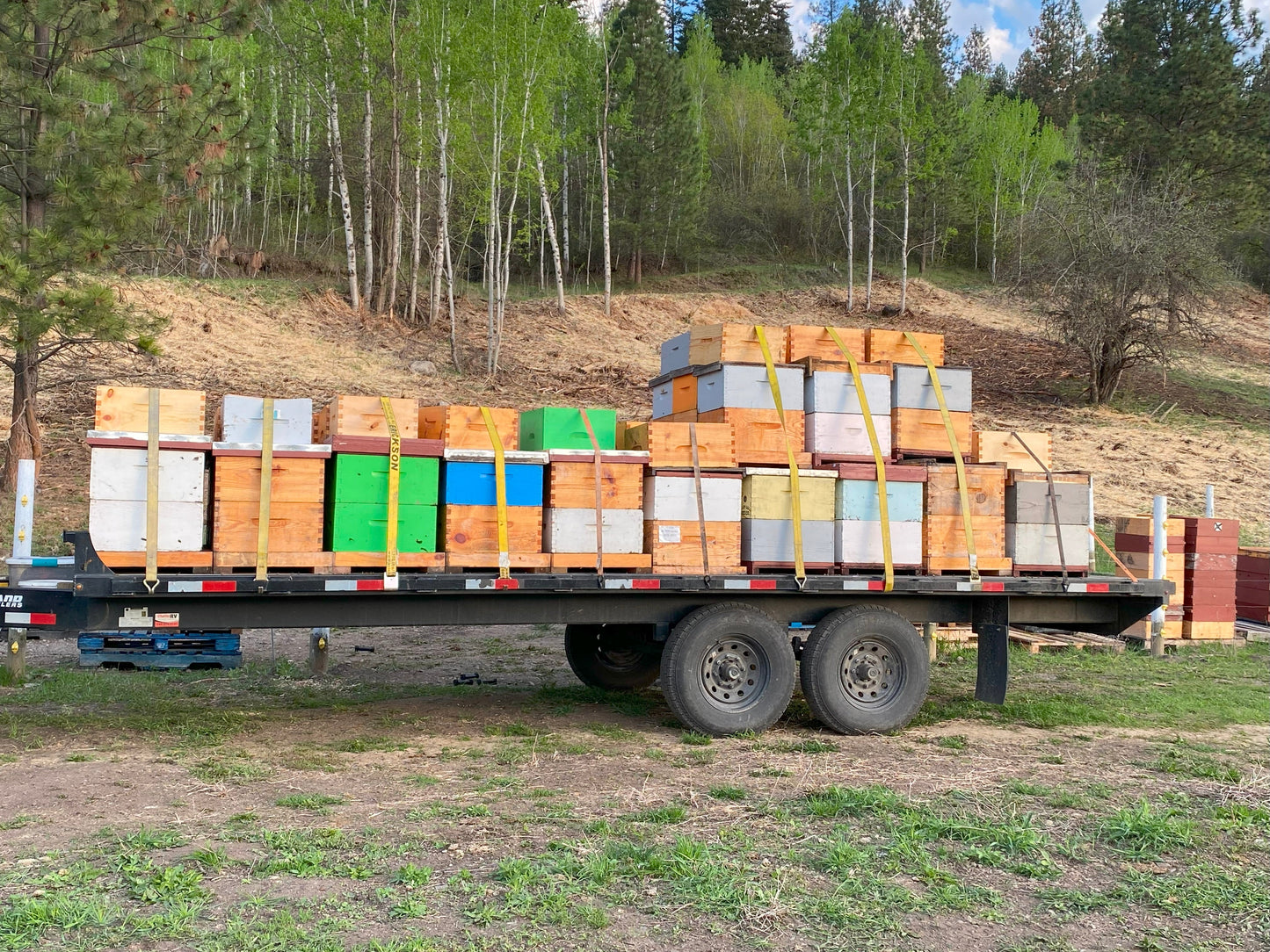 Orchard Pollination