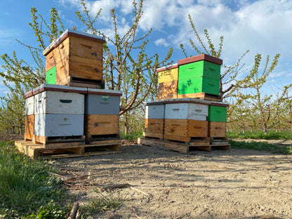 Orchard Pollination