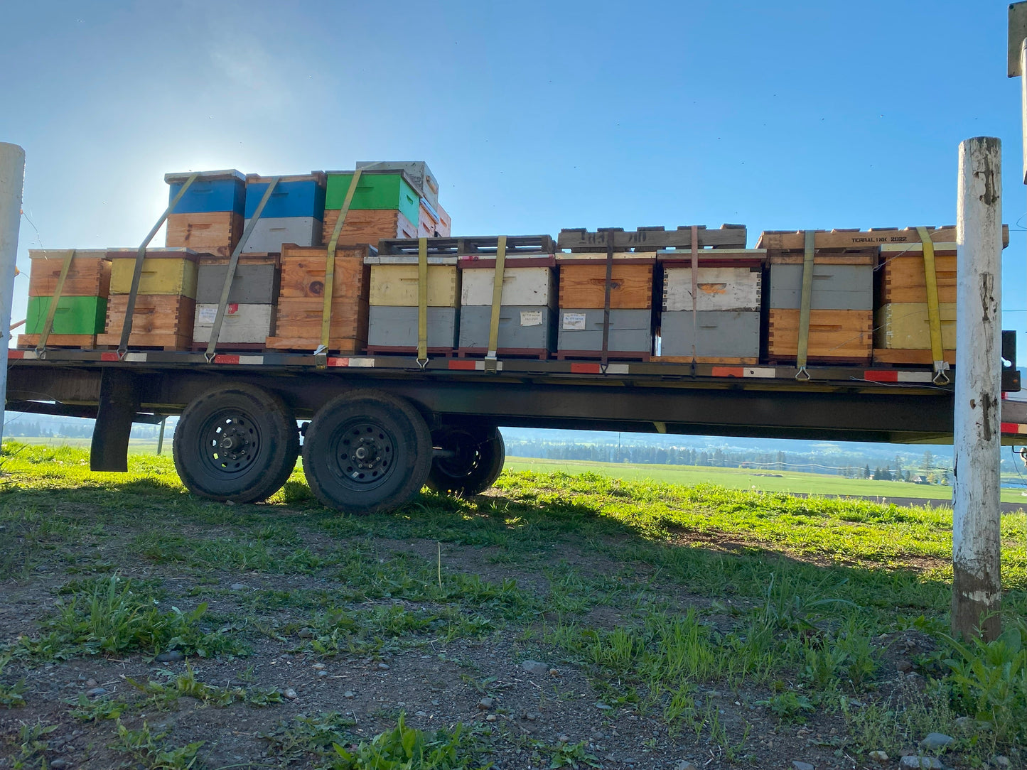 Orchard Pollination