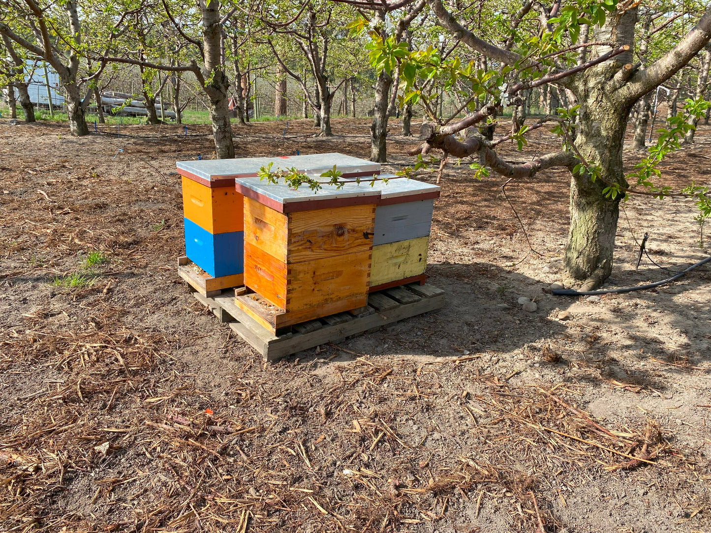 Orchard Pollination