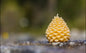 Pine Cone Candle