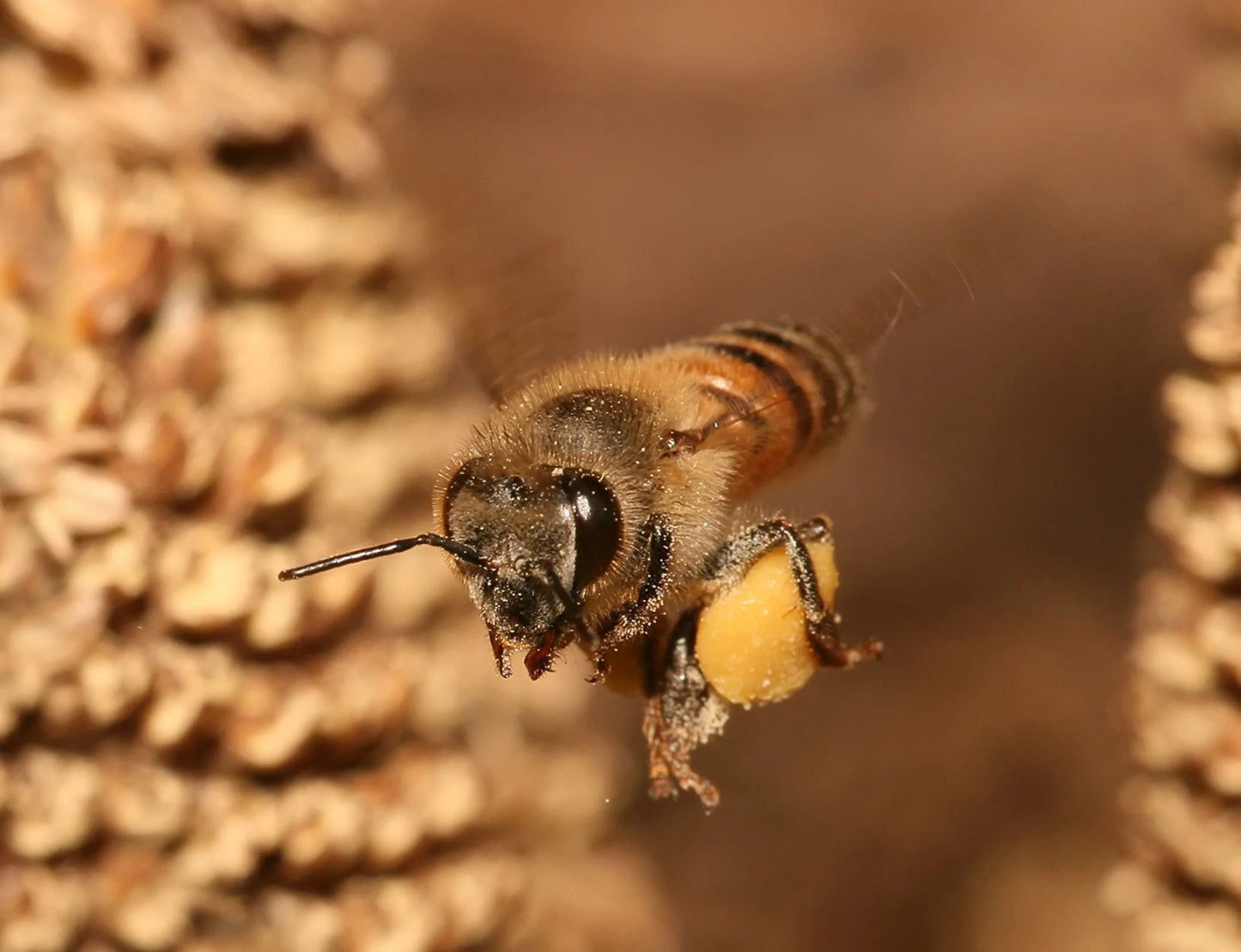 Sunshine Blend Bee Pollen 245g